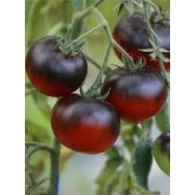 Насіння томату Блево, 0.1 г